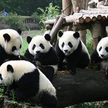 【奢御九寨】成都、熊貓樂園、九寨溝、黃龍   雙飛5日游(0購物，0自費，精華景點)